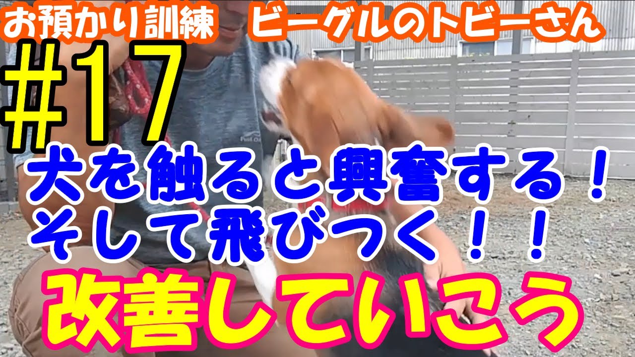 犬を触るだけで興奮 そして飛びつく 改善したいならどうぞ Youtube 犬を触るだけで興奮 そして飛びつく 改善したいならどうぞ Youtube