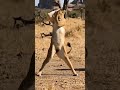 Lion Funny Dance । Lion Masti। Lion Dance। Baby Dance। Deewani Main Teri। #dance #Shorts #ytshorts
