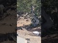 encounter with a mountain goat #trendingvideos2023 #canada #viralvideo #bestvideos2023