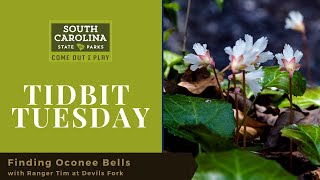 Finding Oconee Bells