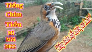 Tiếng chim tiểu mi mồi chuẩn | Forest Exploration Studio | Suab noog kaim kauj