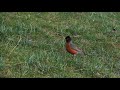 Skilled robin catches worms