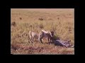 Serengeti Lion &amp; Hyena