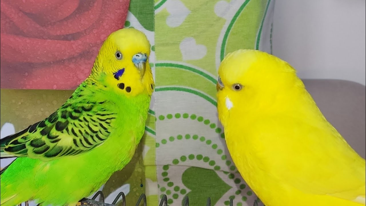 🔴 LIVE pet bird cam 🐦 calm indoor