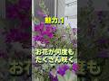 【園芸】レウコフィラムの4つの魅力！ #shorts #flowers