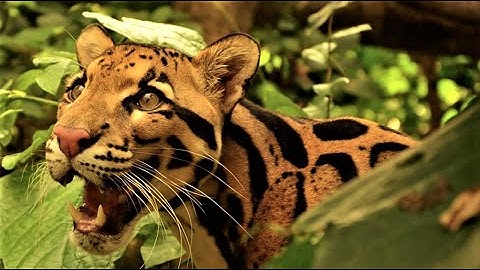 The Beautiful Clouded Leopard