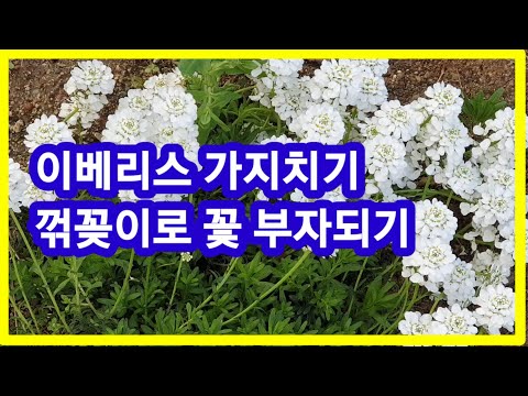 이베리스 가지치기, 꺾꽂이로 꽃 부자되기
