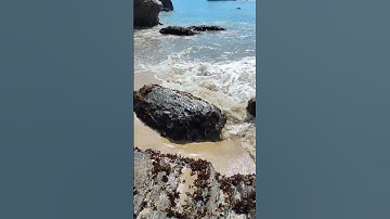 In search of Blue Heron feathers