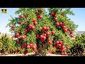 Inside Turkey S 60 000 Hectare Pomegranate Farm World S Biggest Orchard Tour 