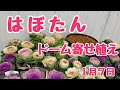 上からハボタンのドーム寄せ植え寒冷地仕様