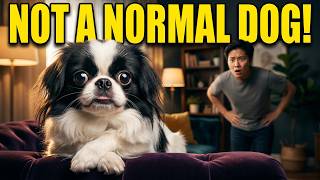 10 Things Nobody Tells You About Owning a Japanese Chin