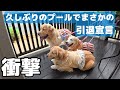 【衝撃】プールは引退か…