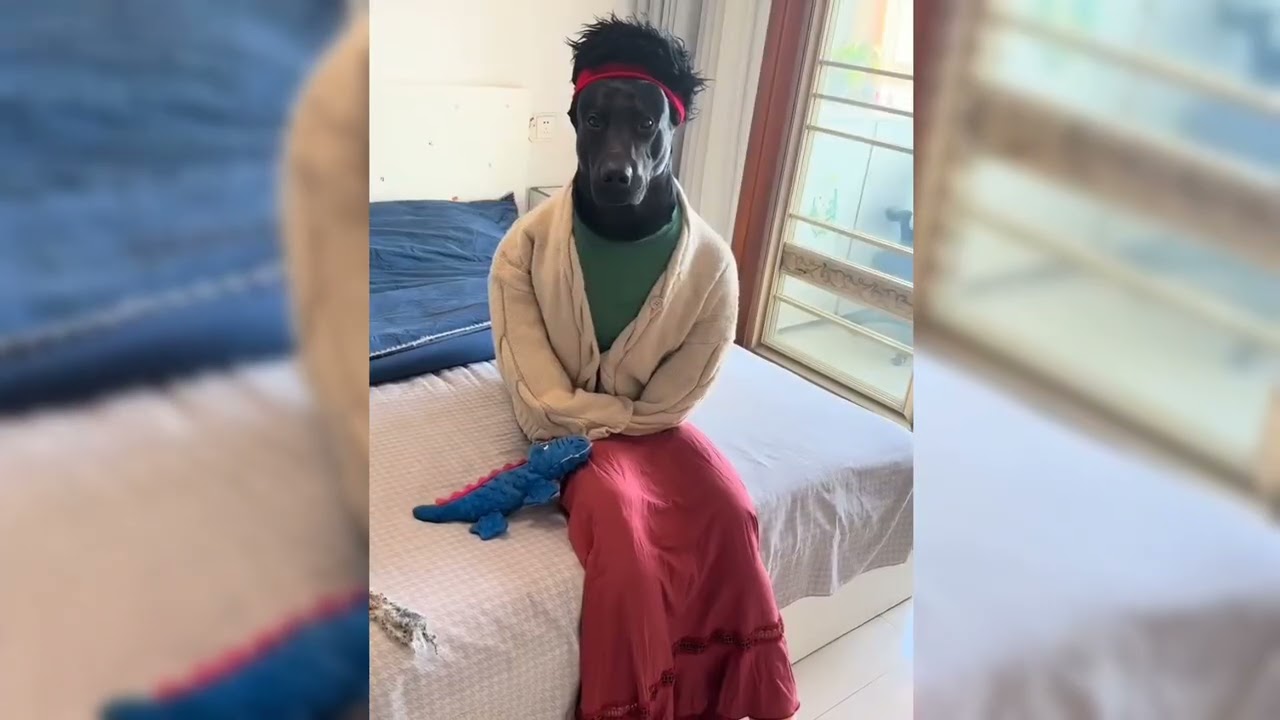 Смешные видео с животными 😂 Самые смешные кошки 😺 и собаки 🐶 2025 #кошки #смешно #домашниеживотны...