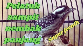 Pelatuk sampit gacor nembak panjang//Masteran burung pelatuk