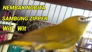 small and cute bird with melodious voice, do you know this bird's song