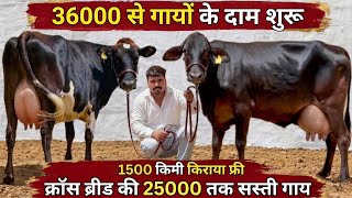 1500 किमी किराया फ्री💥36000 की स्पेशल छूट💥21 लीटर दूध कांटे तोलो👍7 गाय बिकाऊ✨Top Cross Breed Cows