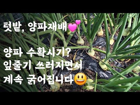 솔순자르기 방법, 시기, 주의사항 등 정리