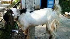 KAMBING JAWA RANDU SUPER - Durasi: 10.17. 