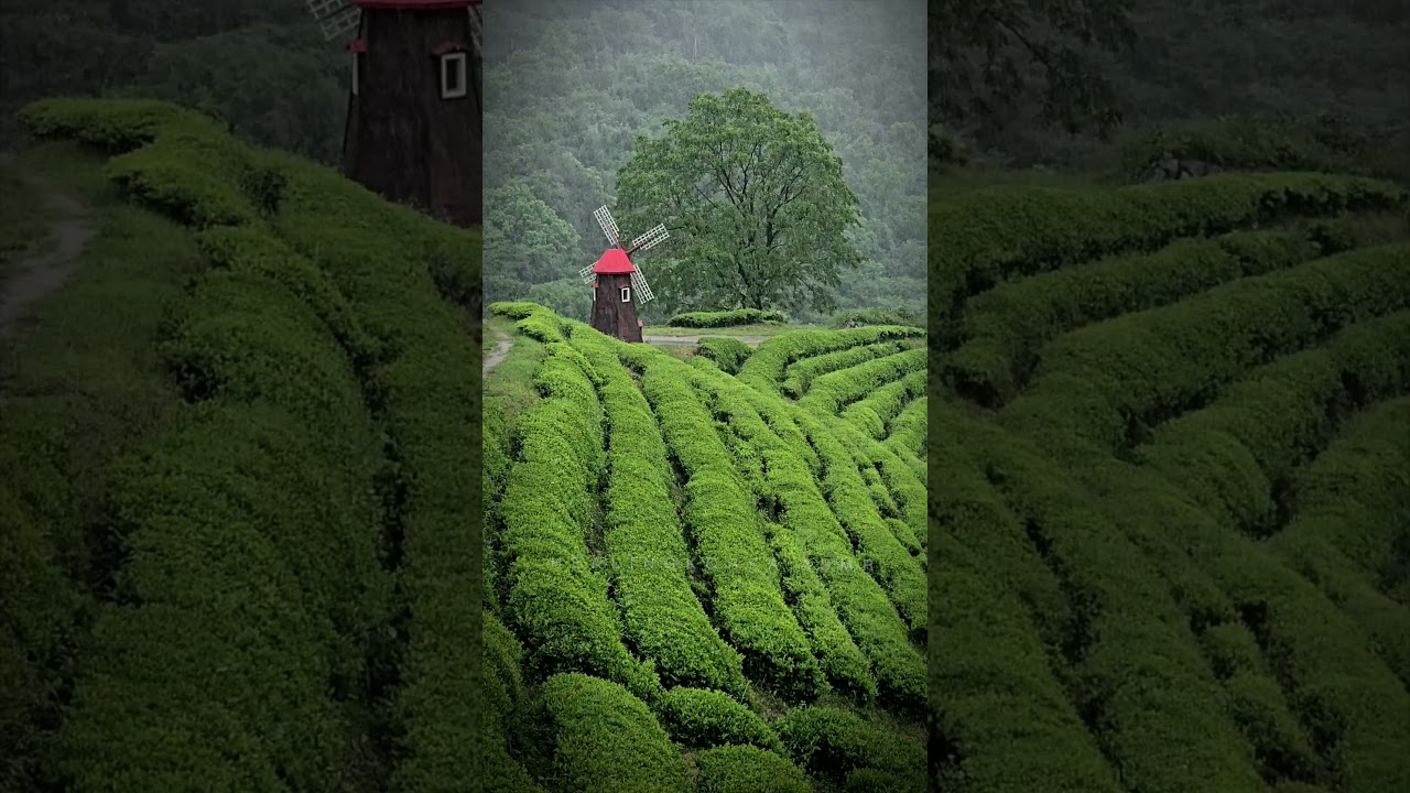 The sound of rain in the green tea field