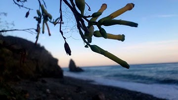 A dream excursion 2 _ bright tonight