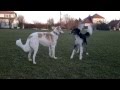 Borzois Aer&Toy - dancing and playing with great danes