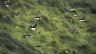 How many puffins are there in Mykines (Faroe Islands)?