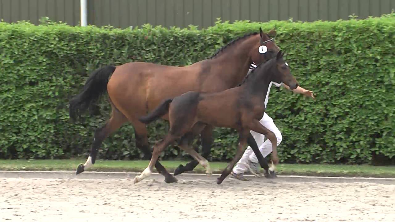 21 Lotus il Faut x Indoctro x Julio Mariner xx) hengst / colt YouTube