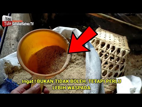 Video: Bagaimana Lembu Bekerja - Vet Harian