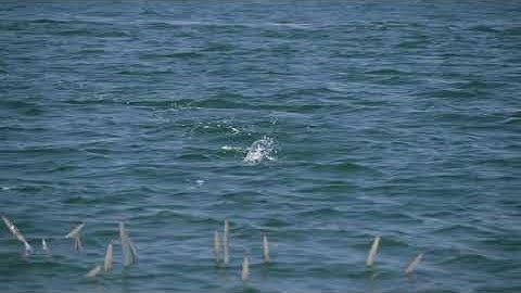 Huge Squid Jumping out of Water