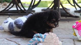 Micro Mini Goldendoodle Puppy Sturgill   SD 480p