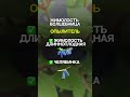 Секреты УСПЕШНОГО урожая жимолости!