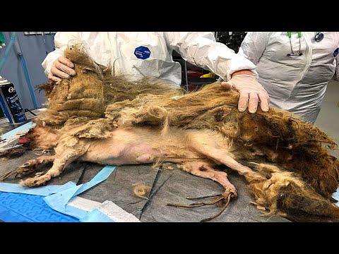 Video: Hund, der fast zu verfilzt war, um sich zu bewegen, bekommt einen Haarschnitt und ein ewiges Zuhause