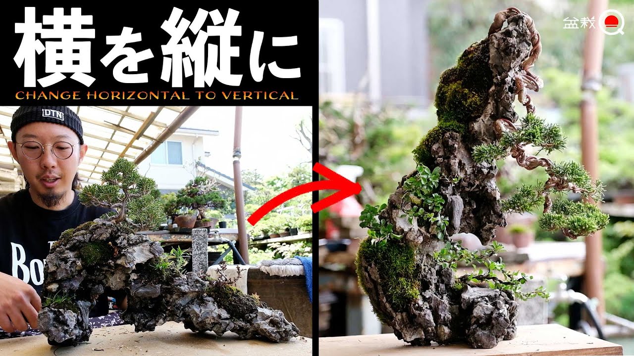 Juniper] A horizontal stone turned vertical. Bonsai with stones