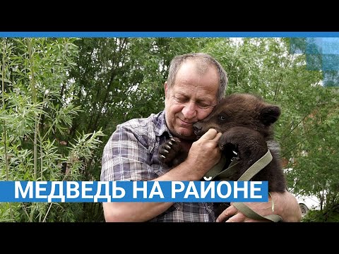 Медведь на районе | NGS.RU