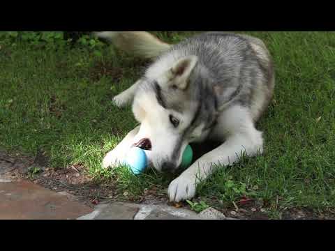 WickedBone Review World’s First Smart & Interactive Dog Toy