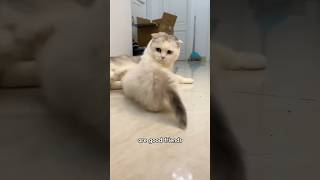 The Kitten Thought The Ferret Had Ped Away