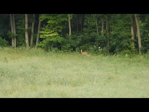 Video: Ricke mit Kitz am frühen Morgen im Frühsommer 2019 irgendwo in einem Wald im Unterharz