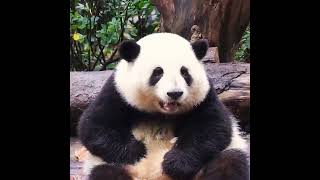 A ranking of the world's cutest animals—is your favorite on the list?