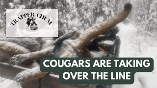 Cougars again??? TRAPPER CHUM