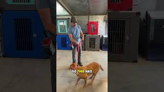 how to recall a dog with distractions