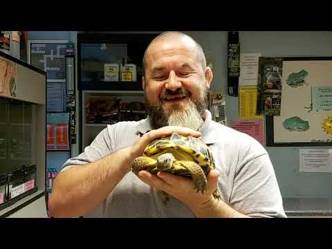 S&rsquo;N&rsquo;A Introducing Series: Episode 36 - Horsefield&rsquo;s Tortoise (Agrionemys horsefieldii horsefieldii)