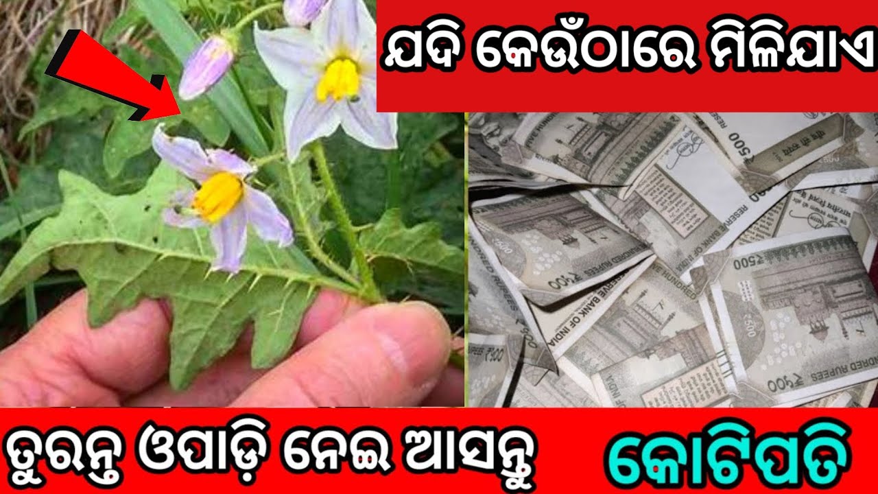 ଯଦି କେଉଁଠାରେ ମିଳିଯାଏ ଏହି ଧଳା କଣ୍ଟକାରୀ ଗଛ ତ ତୁରନ୍ତ ଓପାଡ଼ି ନେଇ ଆସନ୍ତୁ/maa laxmi/vastu tips for money