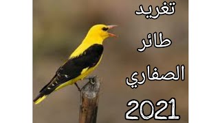 تغريد طائر الصفاري.2021