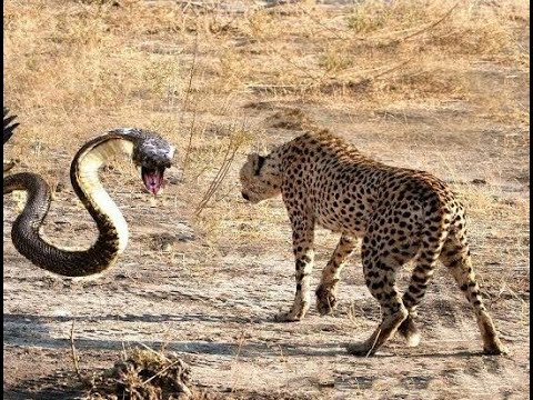 BIG PYTHON SNAKE Vs LEOPARD REAL FIGHT - YouTube