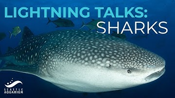 Lightning Talks: Sharks (live event replay)