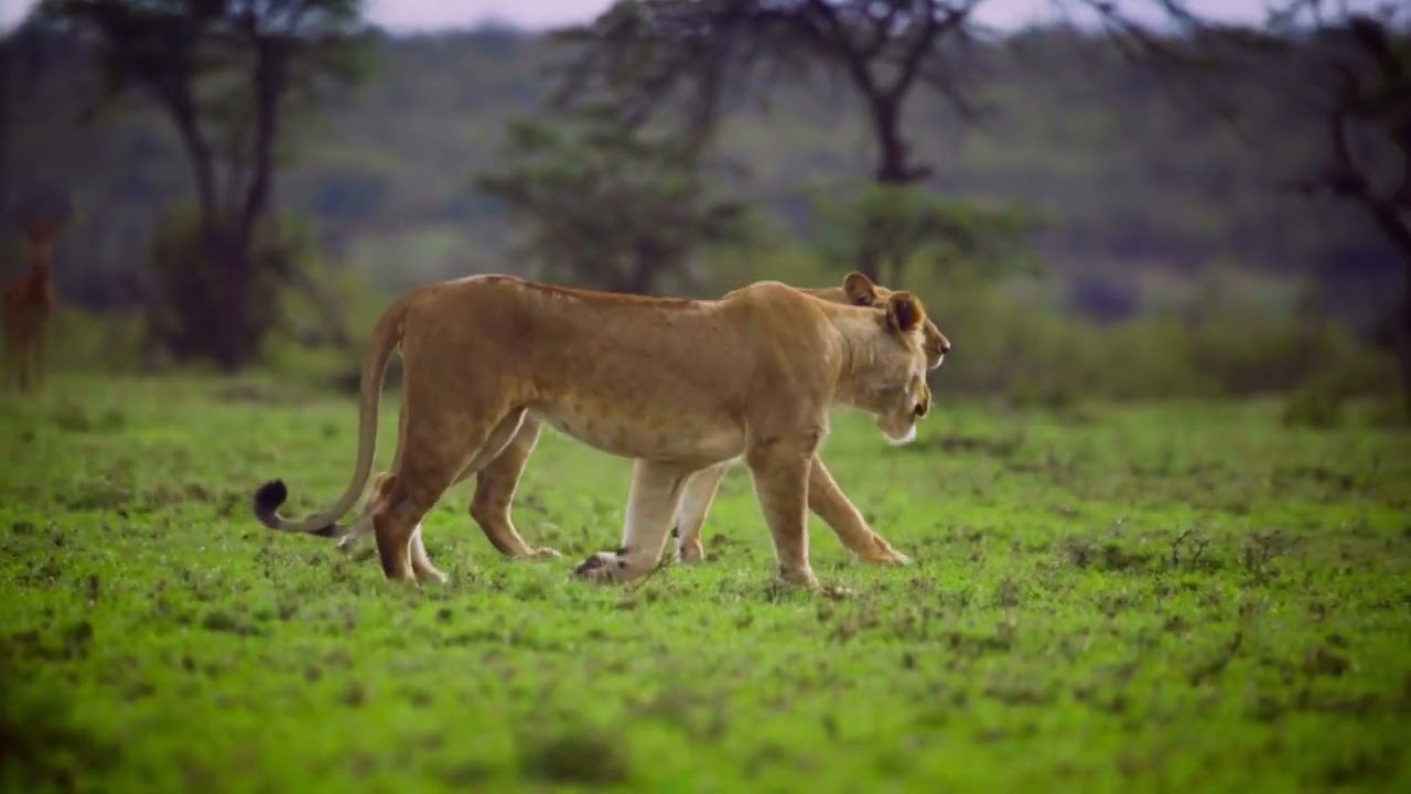 The Truth About Africa’s Wildlife Conservation Efforts | A1 News Africa