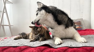 Huskies Took the Cat To the Vet! We Have To Make a Difficult Decision