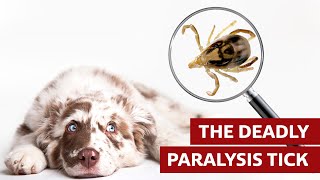 What to Do If Your Dog Has a Paralysis Tick