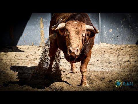 SORTEO | Goyesca 2 de mayo, toros de El Cortijillo