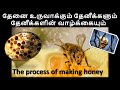 Interesting facts about bee tamil l     l honeybee facts in tamil